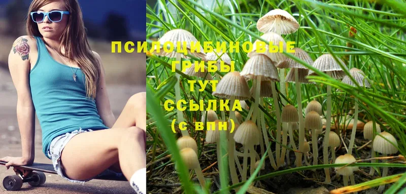 Галлюциногенные грибы MAGIC MUSHROOMS  Новое Девяткино 